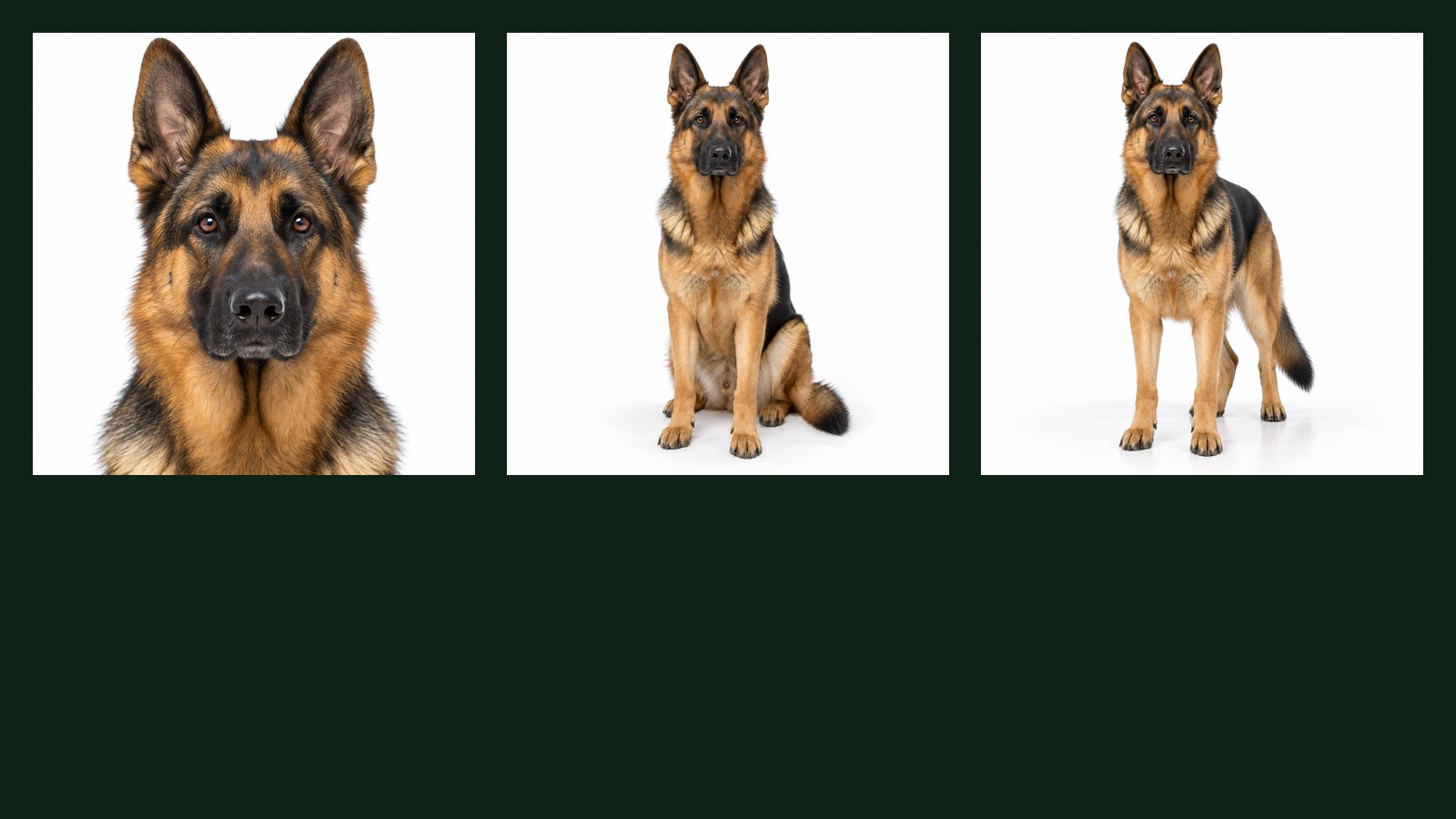 Nine photographs of the same German Shepherd on white, each framed differently, labelled with the single keyword that produced it.